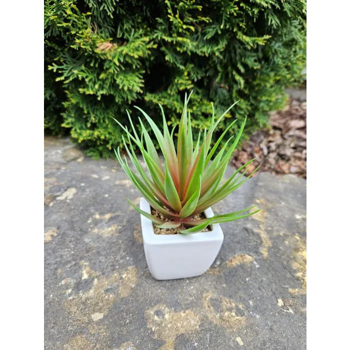 agave preis Agave Blue Glow (Agave 'Blue Glow') - 15 Gal