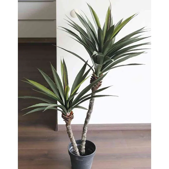 monstera online shop Monstera Monkey Leaf | Online kaufen main image 1