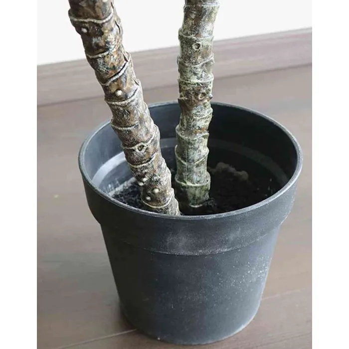 hippeastrum argentinum *RETAIL main image 1