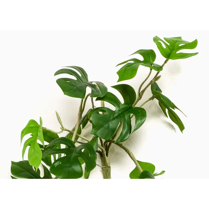 monstera vegeta Monstera Blanchetii fenestrated – Okanoka main image 1