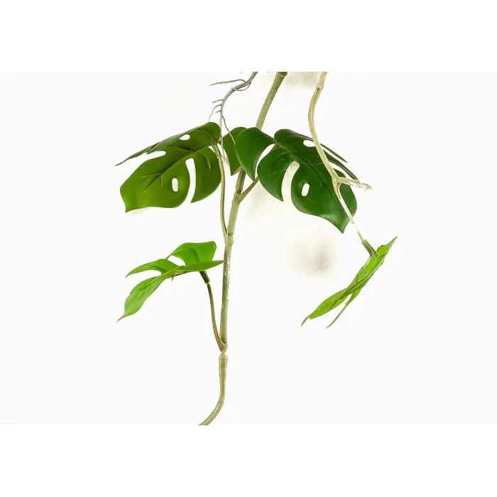 philodendron sunset Philodendron verrucosum Amazon Sunset 'Iricolor' main image 0