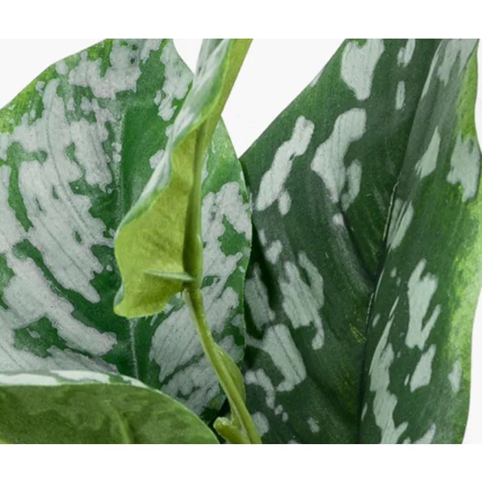 glücksfeder garten Glücksfeder | Zamioculcas zamiifolia