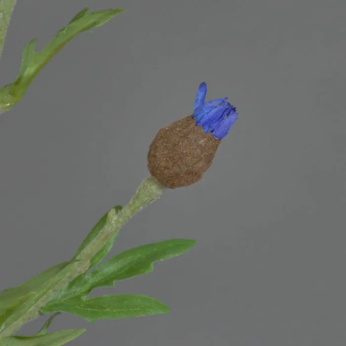 Künstliche Kornblume ORTIGO, blau, 60cm