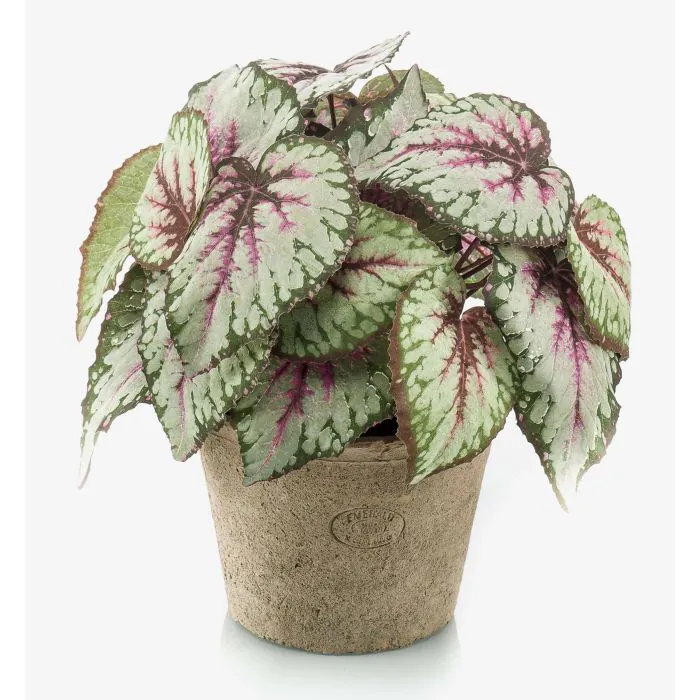 Kunst Blattbegonie MEIRA Topf, buschig, grn-rosa, 25cm