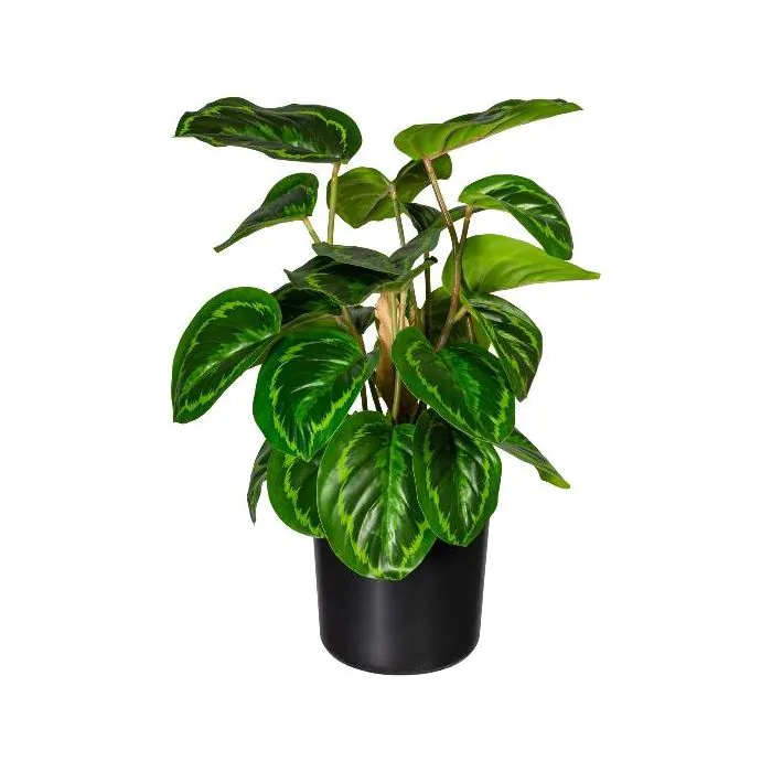 dracena cijena Explore Dracaena Dragon Tree Green main image 0