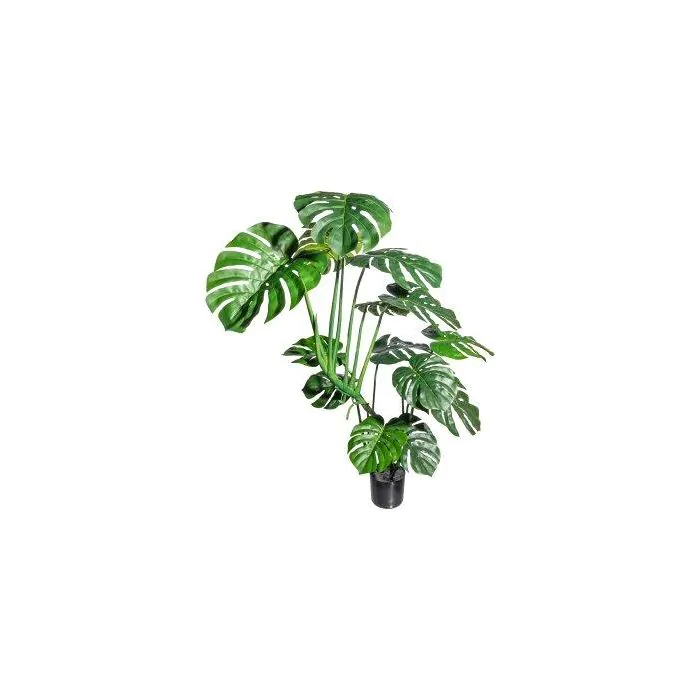 lechleriana monstera Monstera lechleriana Albo – Stunning White Variegated Aroid Cuttings a –  Rooting 4 Joy main image 0