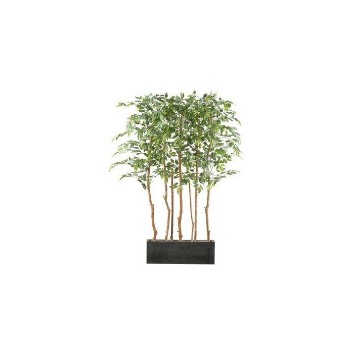 Kunstbaum Ficus Benjamini Raumteiler ALSEE im Holzkasten, Naturstmme,  120x60x160cm
