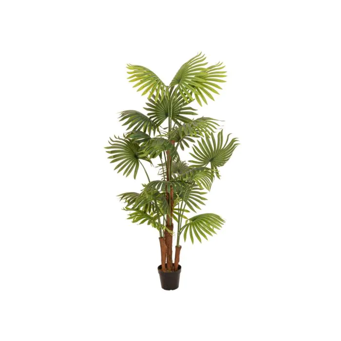 Unechte Palme Livistona rotundifolia Trio GHADA, 165cm