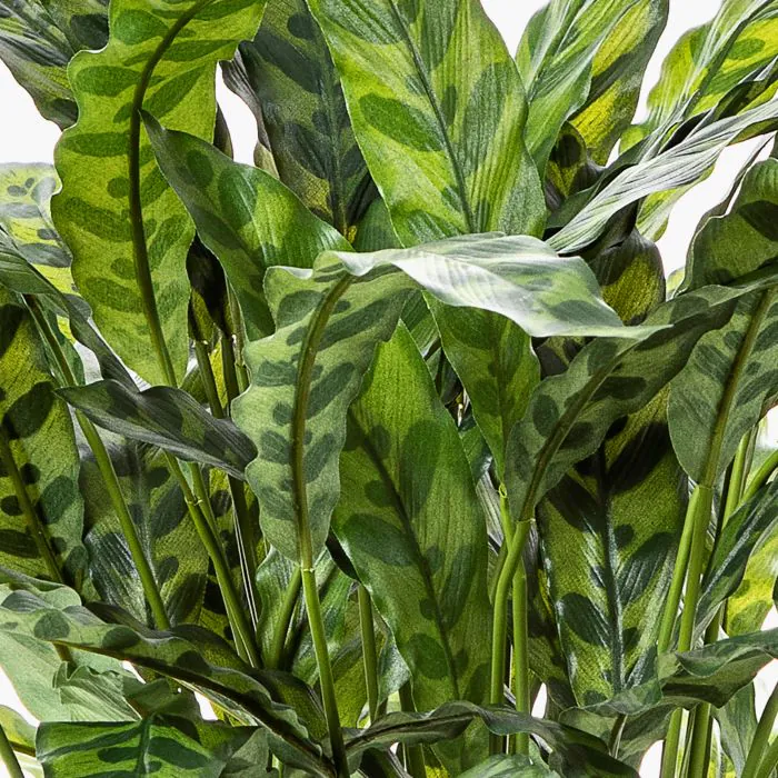 Kunstpflanze Pflanze Calathea Rufibarba ADELFRIEDE, grn, 90cm