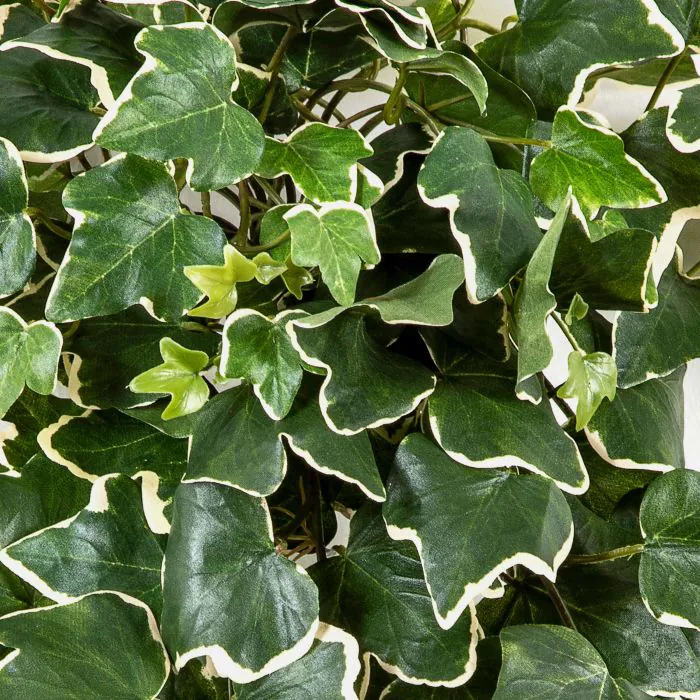 Knstliche Efeuranke LINNEO auf Steckstab, crossdoor, grn-wei, 65cm