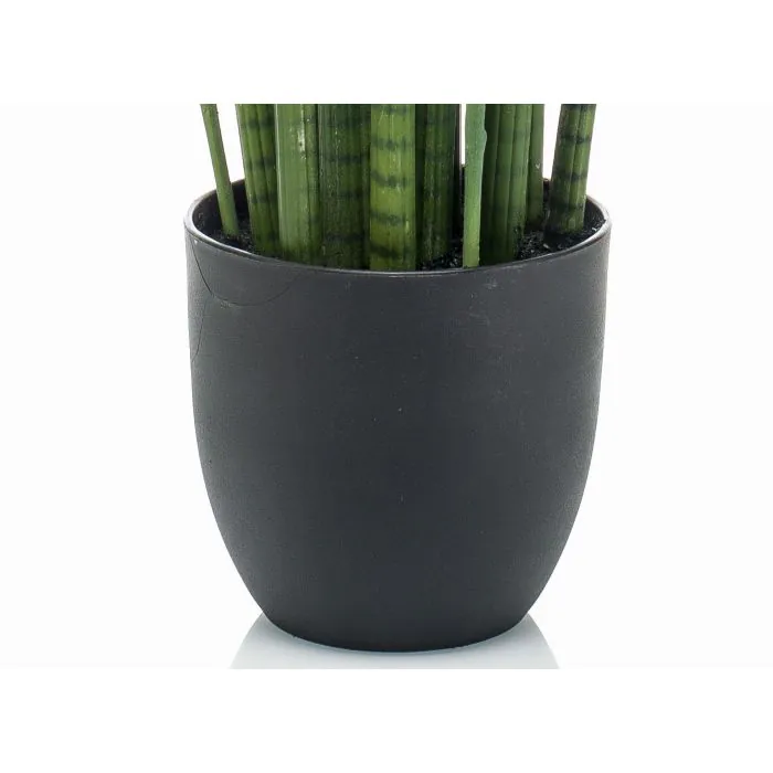 monstera dubia ebay Monstera dubia main image 1