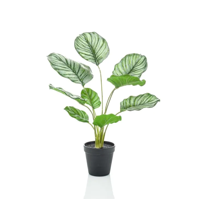 pfeilblatt elefantenohr Alocasia Cucullata Pfeilblatt Zimmerpflanze Ø19cm ↕65cm kaufen