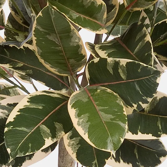 black monstera Monstera Deliciosa Houseplants, Medium in Bubblegum main image 0