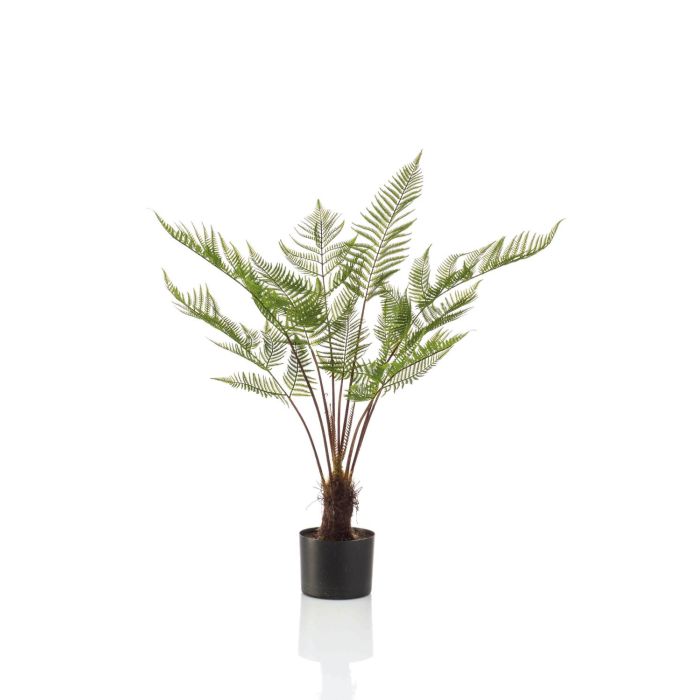 asplenium zimmerpflanze Streifenfarn