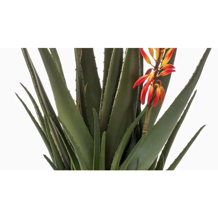 alocasia zebrina spinnmilben ALOCASIA ZEBRINA LITTLE online kaufen bei potflourri