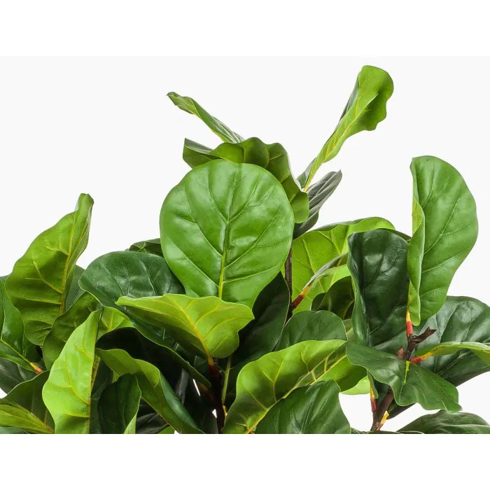 goldfruchtpalme 180 cm Kentia Palme 180 cm kaufen – Große tropische Zimmerpflanze – PlantmyHome main image 0