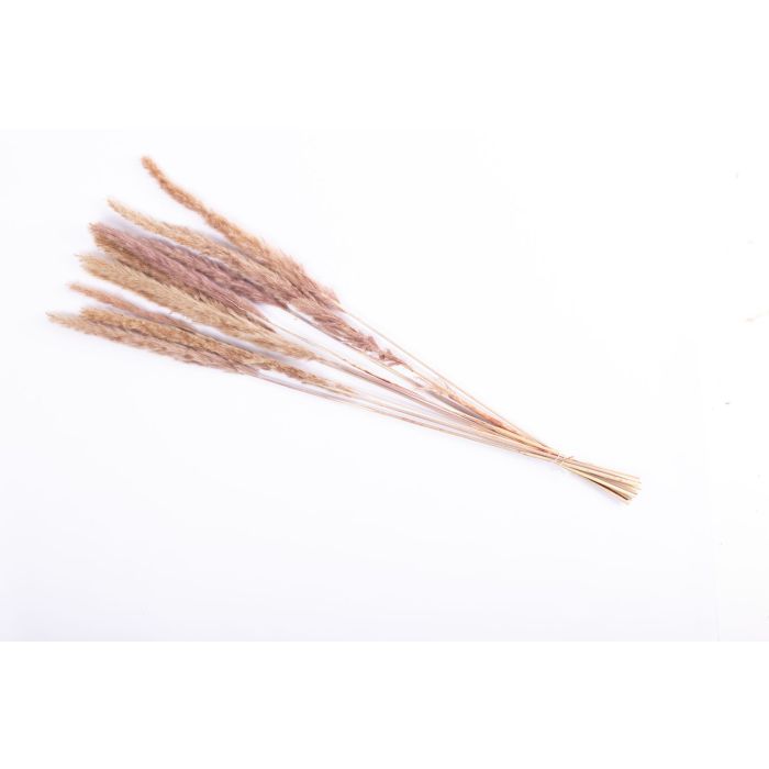 Trockengras Pampasgras Rispen Bund MARCELLA, naturfarben, 75cm