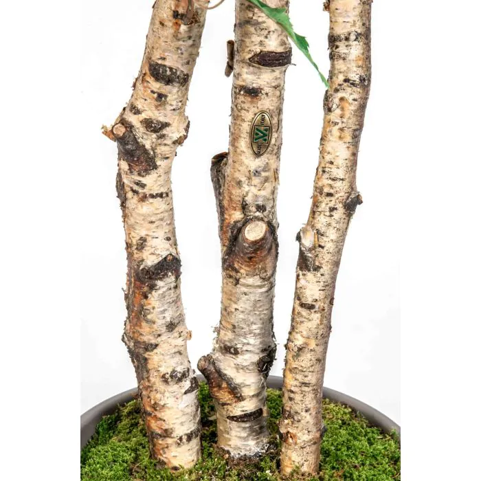 Knstliche Weibirke HINDRIKA, Naturstmme, grn, 275cm - Made in Italy