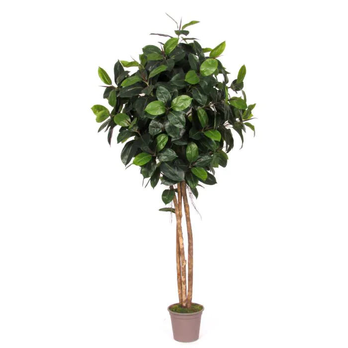 kleine kentia palme Kentiapalme - Howea forsteriana main image 0