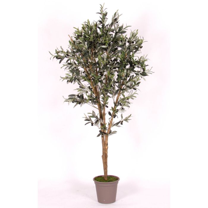 japanische stechpalme höhe Japanische Stechpalme Fastigiata - Ilex crenata fastigiata main image 1