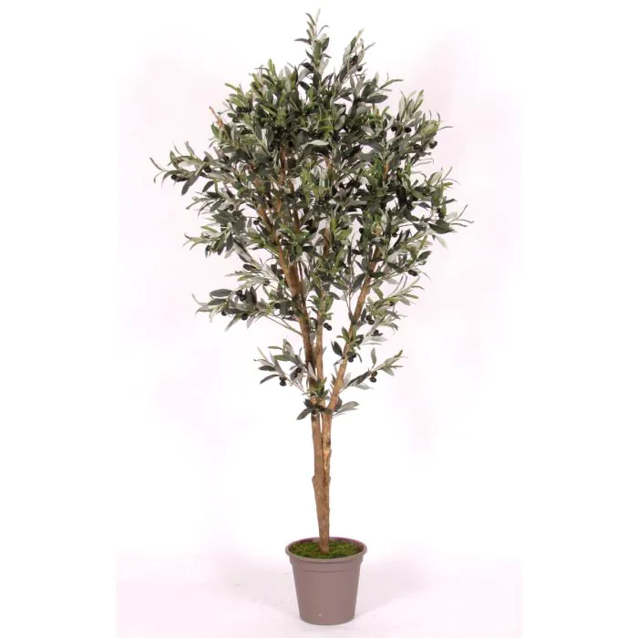 olivenbaum setzling kaufen Mini Olivenbaum 3er-Set