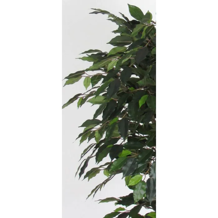 Knstlicher Ficus Benjamini LEVANTA, Naturstmme, grn, 200cm - Made in  Italy