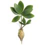 Künstliche Zamioculcas 22cm, grün