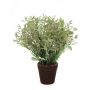 Lavendel-Bonsai im Topf 30 cm