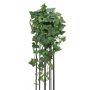 Maxi Efeubuschranke sehr dicht 100 cm