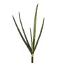 Künstliche Sansevieria Cylindrica x 5 59cm, grün
