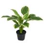 Künstliche Hosta UV x 15 im Topf 33cm, grün-weiß