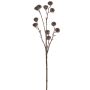 Künstlicher Eukalyptussamenzweig 5-fach 62cm, dunkelbraun