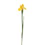 Künstliche Iris 76cm, gelb