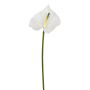 Künstliche Anthurie 81cm Blütenkopf Ø 17cm, weiß