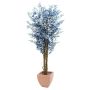 Ficus-Benjamini Multi-Stamm 1548 blaue Blätter 180 cm
