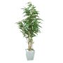 Ficus Longifolia mit 845 Blättern, 210cm