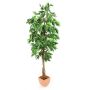 Mangobaum 1476 Blätter 240 cm