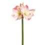 Künstliche Amaryllis x 3 68cm Blütenkopf Ø 5/11cm, weiß-rosé