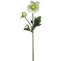 Künstliche Christrose x 2 34cm Blütenkopf Ø 2,5/6cm, weiß-grün