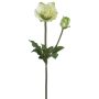 Künstliche Christrose x 2 34cm Blütenkopf Ø 2,5/6cm, hellgrün