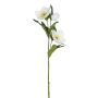 Künstliche Christrose x 3 52cm Blütenkopf Ø 2,5/7cm, elfenbein