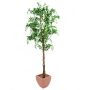 Goldregenbaum weiß 210 cm
