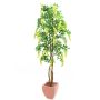 Goldregenbaum gelb 210 cm
