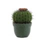 Melonenkaktus 23 cm