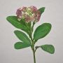 Künstliche Sedum telephium Blüte EILIDH, mauve-creme, 30cm, Ø7cm
