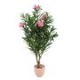 Oleanderbaum mit 24 Blüten, 755 Blätter, Naturstamm, 150cm