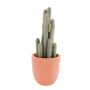 Fingerkaktus im Topf, beflockt, 90 cm