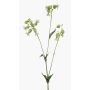 Künstlicher Zweig Leimkraut PRANVERA mit Blüten, weiß-grün, 80cm
