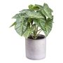 Deko Pflanze Syngonium TRIHON, Zementtopf, grün, 22cm