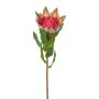 Dekoblume Königs Protea WANBA, grün-rosa, 50cm